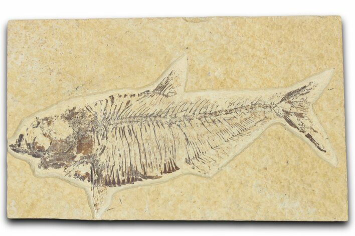Detailed Fossil Fish (Diplomystus) - Wyoming #354068